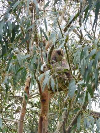Cheeky little Koala